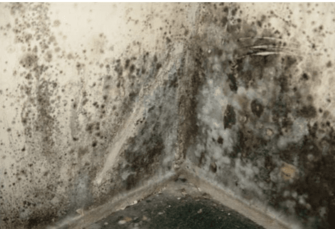 Image of mold on a wall